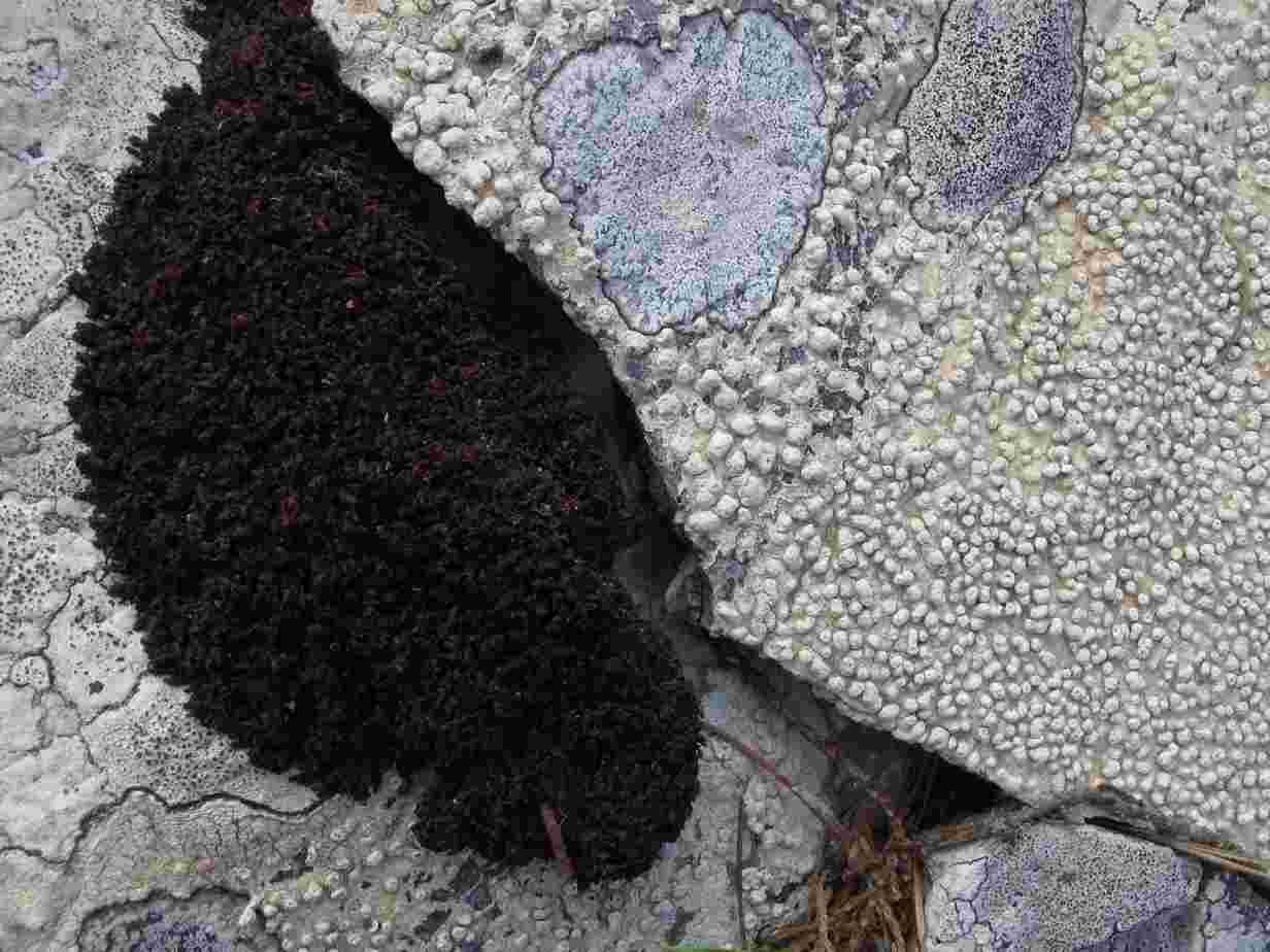 [Pertusaria pluripuncta]